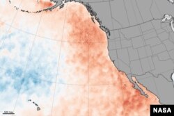 A NASA image of the warm 'blob' of water that appeared in the NE Pacific in 2013.