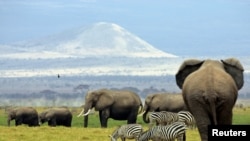 A family of elephants walk between zebras in Amboseli National Park in southeast Kenya in 2004