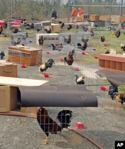 This March 23, 2018 photo provided by the Sevier County Sheriff's Office in De Queen, Arkansas, shows some of the 200 roosters seized during a raid at a cockfight, March 17, 2018.