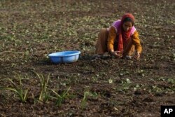 A Kashmiri woman collects chestnuts from a dried portion of Wular Lake, northeast of Srinagar, Indian-controlled Kashmir, Oct. 29, 2016. Poverty rates in the 31 surrounding villages shot up as the lake's health declined.