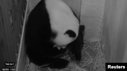华盛顿史密森国家动物园大熊猫摄像机拍下的大熊猫美香。（2015年8月22日）