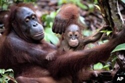 A rehabilitated orangutan released two years ago by Dr. Biruté Mary Galdikas, cradles her wild-born infant in Indonesia's Tanjung Puting National Park, one of the exotic locations featured in the IMAX® film Born to be Wild 3D. Photo copyright ©2011 Warner