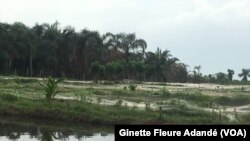 Fermes aquacoles dans lesquelles s'investissent beaucoup de jeunes pour contrer le chômage au Bénin, le 1er juin 2018. (VOA/Ginette Fleure Adandé)