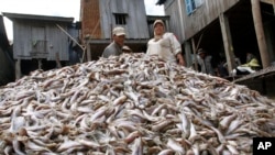 Cambodian workers collect fish which will be made into a traditional pickled fish, locally known as Prahok, at the river bank of the Tonle Sap in Chrang Chamreh during the fish harvesting season, in Phnom Penh, Cambodia, Thursday, Jan. 9, 2014. (AP Photo/Heng Sinith)