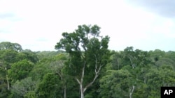 FILE - Old-growth Amazon tree canopy is seen in Tapajos National Forest, Brazil.