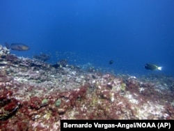 This May 2016 photo provided by NOAA shows bleaching and some dead coral around Jarvis Island, which is part of the U.S. Pacific Remote Marine National Monument.