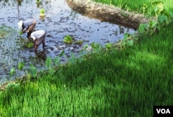 Bila mata rantai diperpendek, petani akan mendapat lebih banyak keuntungan dari hasil panen mereka.