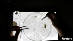 A scientist looks at sea sample taken from the Mediterraneean Sea as part of a scientific study about microplastics damaging marine ecosystems, at the Villefranche Oceanographic Laboratory (LOV), in Villefranche-Sur-Mer on the French Riviera, France, Octo