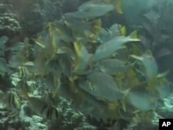 Environmental writer Alanna Mitchell traveled to ocean hot spots worldwide to see firsthand what is happening to the marine ecosystem.