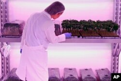 Boxes with marijuana cuttings ready to be planted are cared for at Fotmer SA, an enterprise that produces cannabis for medical use, in Montevideo, Uruguay, Jan. 29, 2019.
