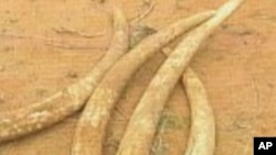 African Elephant Tusks