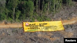Kelompok Greenpeace memasang banner untuk memrotes perusakan hutan Bukit Tiga Puluh di provinsi Jambi oleh pabrik kertas Asia Pulp & Paper (APP) (Foto: REUTERS/Beawiharta)