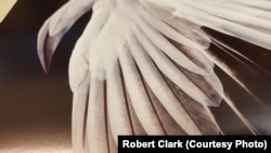 The lesser snow goose has two color phases: a dark (blue) plumage and a white (snow) plumage, so it is also known as the blue goose.