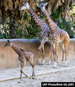 A baby female Masai giraffe with her parents at the Los Angeles Zoo Tuesday, Nov. 22, 2016. (AP Photo/Nick Ut)