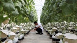 A farmer checks a Japanese muskmelon at Mono Farm in Putrajaya, Malaysia April 8, 2021. Picture taken April 8, 2021. REUTERS/Lim Huey Teng