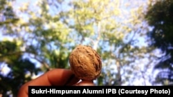 Kemiri sebagai bahan baku minyak belum diolah lagi karena rumah produksi yang rusak di Desa Salut, Lombok Utara. Courtesy: Sukri - Himpunan Alumni IPB