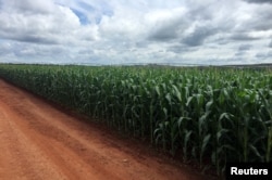 A corn crop is seen at Cercado Grande farm, where expansion of grains cultivation led the farm to scrap a contract with a sugar mill for cane planting in Itajai, Sao Paulo state, Brazil, April 1, 2018.