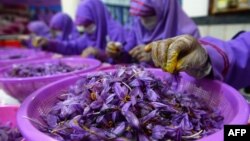 مرکز پراسس زعفران در ولایت هرات