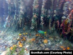 A queen angelfish swims near coral-encrusted mangrove roots at the Coral Reef National Monument in the U.S. Virgin Islands.