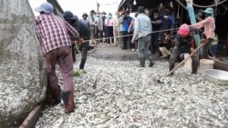 ប្រជាជន​នេសាទ​ត្រីសម្រាប់​ធ្វើ​ប្រហុក ថ្ងៃទី២២ ខែធ្នូ ឆ្នាំ២០២០។ (រូបថត​ពី​ទំព័រ​ហ្វេសប៊ុក​ផ្លូវការ​របស់​ក្រសួង​កសិកម្ម រុក្ខាប្រមាញ់ និង​នេសាទ)