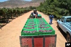 The past South African summer yielded a massive crop of grapes, which resulted in the making of great wines