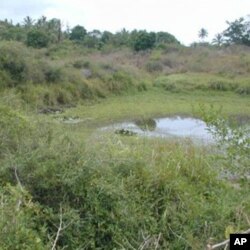 This mosquito larval habitat in Kilifi, Kenya, is also used for domestic purposes such as washing.