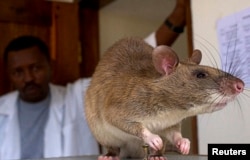 An African Giant Pouch rat is seen before a training session where the rats will learn to detect tuberculosis (TB) at a university laboratory in Tanzania, 2006.