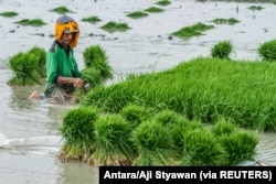 Seorang petani menanam benih padi di sawah di Demak. (Foto dok: Antara/Aji Styawan via REUTERS)