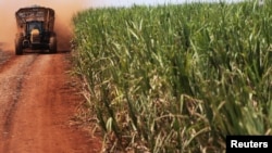 FILE - A tractor carries sugar cane on a field at the property of Grupo Moreno in Ribeirao Preto, in the northeastern region of the state of Sao Paulo, Brazil, Sept. 15, 2016.