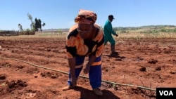 Fifty-nine-year-old farmer Tsitsi Marjorie Makaya works on her farm in Mazowe district, about 40 km (25 miles) north of Zimbabwe's capital Harare, Nov. 12, 2018. (C. Mavhunga/VOA)