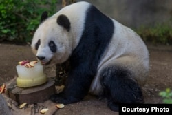 Bai Yun, a giant panda at the San Diego Zoo, celebrated her 24th birthday with a tasty slushy cake made with applesauce and filled with chunks of apples, carrots, and yams, Sept. 7, 2015. (Courtesy of San Diego Zoo)