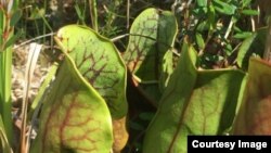 This image shows pitcher plants found in bogs in Ontario’s Algonquin Provincial Park (Patrick D Moldowan/University of Guelph)