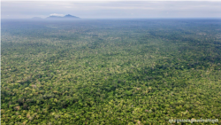 រូប​ឯកសារ៖ ទិដ្ឋភាពព្រៃដ៏ក្រាស់​កន្លង​មក​នៅក្នុងតំបន់អភិរក្សព្រៃឡង់ក្នុងប្រទេសកម្ពុជា។ (រូបថតដោយស្ថានទូតសហរដ្ឋអាមេរិកប្រចាំកម្ពុជា)