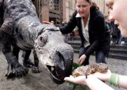Melissa Murray (tengah) mengawal Winny Saur, robot Muttaburrasaurus dari Museum Australia saat mendekati Kevin, seekor kadal shingleback yang dipegang pawangnya Laura Murphy dari Kebun Binatang Taronga di Sydney, Jumat, 12 Agustus 2011. (Foto: AP/Rick Rycroft)
