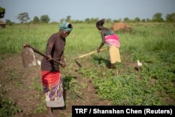 Paska Akello (L) clears weeds from a communal garden in Wilpii village, Paicho sub-county, Gulu district in Northern Uganda, March 27, 2018.