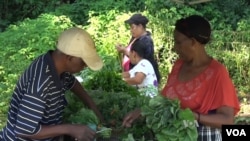 Refugee farmers gather vegetables that they have grown. (VOA)