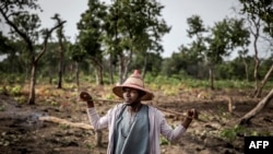 Le troupeau des Fulani, Isa Ibrahim, âgé de 30 ans, se promène dans la brousse à la recherche de son bétail pendant le pâturage du matin dans la réserve de pâturage de Kachia, État de Kaduna, au Nigeria, le 16 avril 2019.