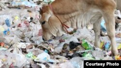 Les animaux mangent des déchets contaminés, ce qui peut rendre leur viande dangereuse à la consommation