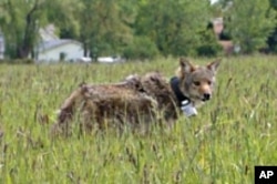 By trapping urban coyotes and putting radio collars on them to track their movements and behavior, scientists have learned coyotes learn much faster than domestic dogs do.