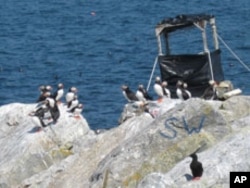 Today, 109 puffin pairs waddle about peaceably on Eastern Egg Rock, Maine.