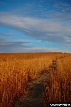 A footpath winds through the Konza preserve. (earlycj5, Flickr Creative Commons)