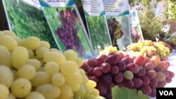 به گفتۀ سخنگوی وزارت صنعت و تجارت حکومت طالبان، صادرات میوه تازه از افغانستان، شامل سیب، انار، انگور، زردالو، گیلاس، توت، تربوزه، خربوده، شاه‌توت و سایر میوه‌های دیگر می‌باشد.