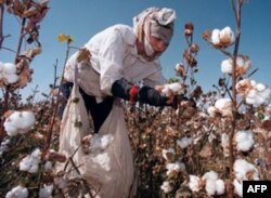 O'zbekiston daromadi asosan paxta va tabiiy zaxiralardan