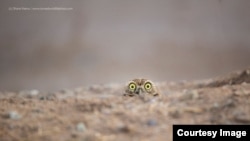 Spectrum Photo Creatures of the Air Award: 'Peekaboo' - Shane Keena - USA. (Comedy Wildlife Photography Awards)