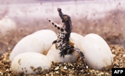 There are little crocodiles ... (like this West African dwarf crocodile hatching from its egg at a zoo in France, 2018)