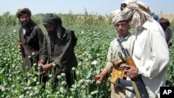 بیش از ۹۰ درصد تریاک جهان را افغانستان تولید می کند