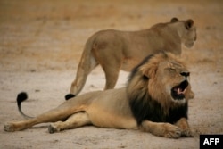 Foto yang diambil 21 Oktober 2012 dan dirilis 28 Juli 2015 oleh Taman Nasional Zimbabwe memperlihatkan singa yang bernama Cecil, yang tewas diduga ditangan seorang turis Amerika.