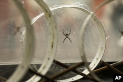 Silver garden spider spiders (Argiope argentata) sit in their webs at Cheryl Hayashi's lab at the American Museum of Natural History in New York. Spider silks all start out the same: a wad of goo, akin to rubber cement or thick honey, as Hayashi describes it. Spiders make and stash it in a gland until they want to use the silk. Then, a narrow nozzle called a spigot opens. And as the goo flows out, it morphs into a solid silk strand that is weaved with other strands emerging from other spigots. (AP Photo/Jeremy Rehm)
