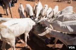 Goats with ribs showing crowd around a trough of well water in Somaliland region of Somalia, which is experiencing a devastating drought, on Feb. 9, 2017. (VOA/Jason Patinkin)