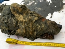 FILE: The head of an Ice Age wolf that was found in Russia's frozen permafrost. It's brain, fur and tissues were perfectly preserved.